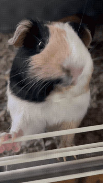 A Black And White Guinea Pig Looking Through A Cage GIF