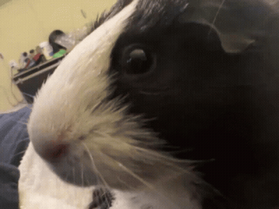 A Black And White Guinea Pig Looks At The Camera GIF
