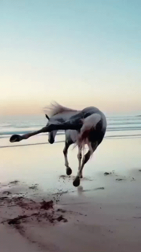 A Black And White Horse Is Running On A Sandy Beach GIF