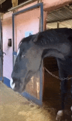 A Black And White Horse Is Standing In A Stable GIF