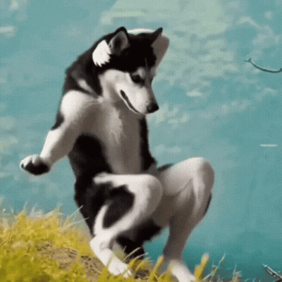 A Black And White Husky Dog Is Squatting Down In The Grass . GIF