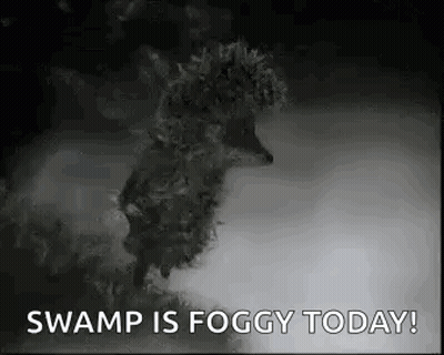 A Black And White Image Of A Hedgehog In The Fog With The Words `` Swamp Is Foggy Today '' . GIF