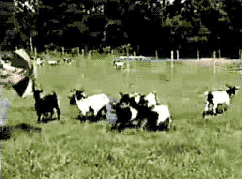 A Black And White Image Of A Herd Of Goats GIF