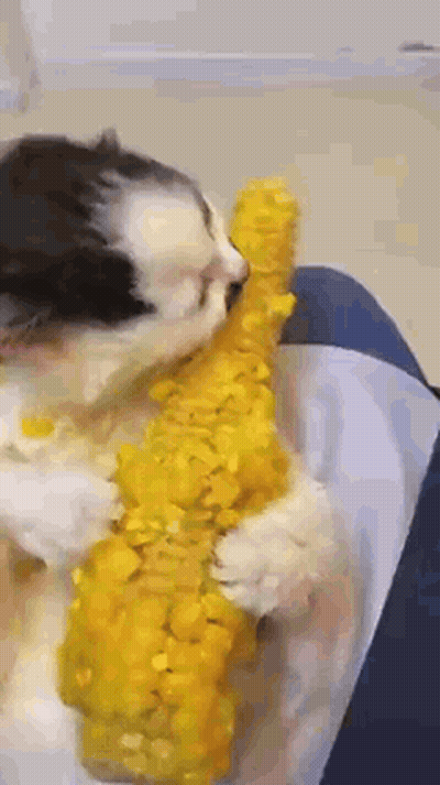 A Black And White Kitten Is Eating Corn On The Cob On A Person 'S Lap . GIF