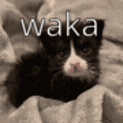 A Black And White Kitten Is Laying On A Blanket With The Word Waka Written On It . GIF