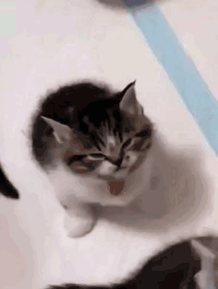 Black And White Kitten Sitting On White Surface Looking At Camera GIF