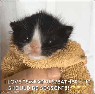 A Black And White Kitten Wrapped In A Sweater Is Being Held In Someone 'S Hand . GIF