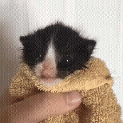 A Black And White Kitten Wrapped In A Towel . GIF