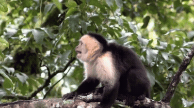 A Black And White Monkey Is Sitting On A Tree Branch With Its Mouth Open GIF