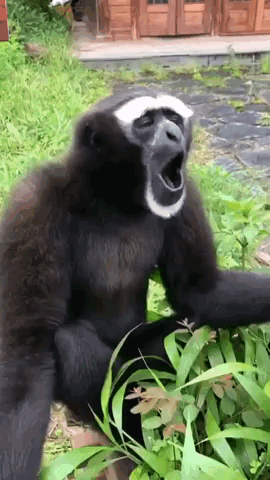 A Black And White Monkey Yawning While Sitting In The Grass GIF