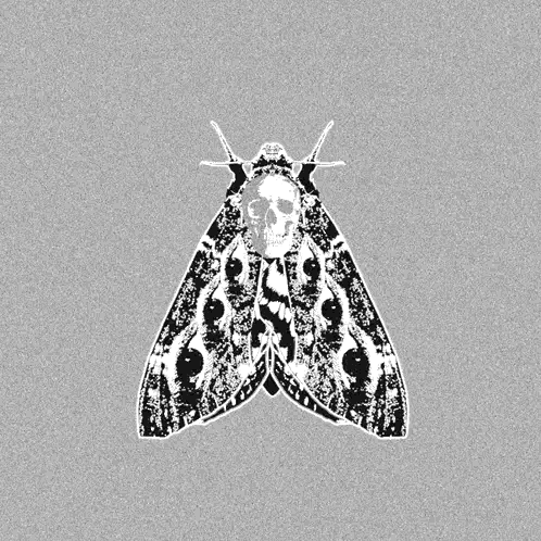 A Black And White Moth With A Skull On It 'S Head Sticker