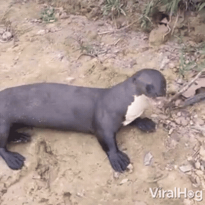 A Black And White Otter Is Laying In The Dirt On The Ground . GIF