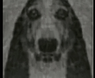 A Black And White Painting Of A Dog 'S Face Looking At The Camera GIF