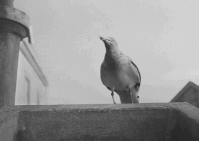 A Black And White Photo Of A Bird Standing On A Wall GIF