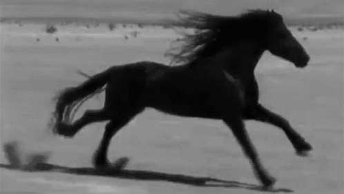 A Black And White Photo Of A Black Horse Running On The Beach . GIF