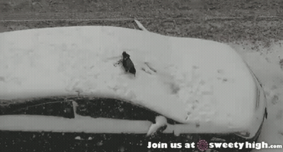 A Black And White Photo Of A Car Covered In Snow And The Words Join Us At Sweety High.com GIF