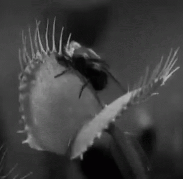 A Black And White Photo Of A Carnivorous Plant With A Bug On It . GIF