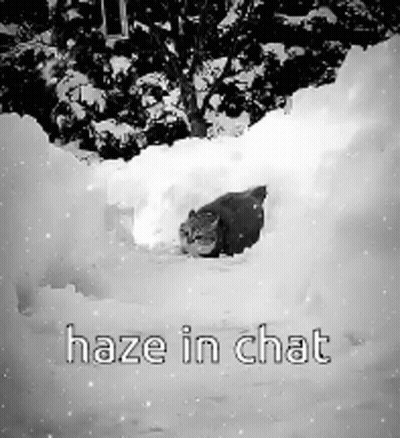 A Black And White Photo Of A Cat In The Snow With The Words Haze In Chat . GIF