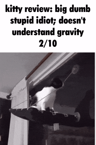 A Black And White Photo Of A Cat On A Hammock That Says Kitty Reviews Big Dumb Stupid Idiot Does N't Understand Gravit GIF