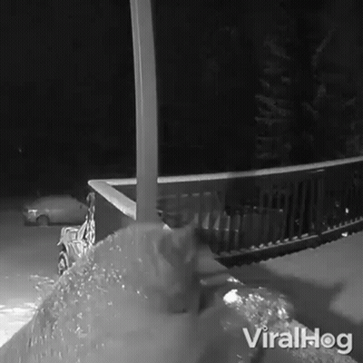A Black And White Photo Of A Cat Playing In The Snow With The Caption Viralhog GIF