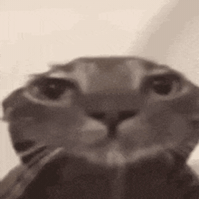A Black And White Photo Of A Cat 'S Face . GIF