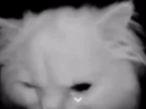 A Black And White Photo Of A Cat 'S Face GIF