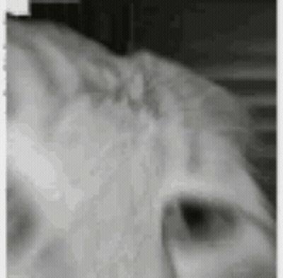 A Black And White Photo Of A Cat 'S Face With A Blurred Background . GIF