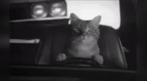 A Black And White Photo Of A Cat Sitting In A Car GIF