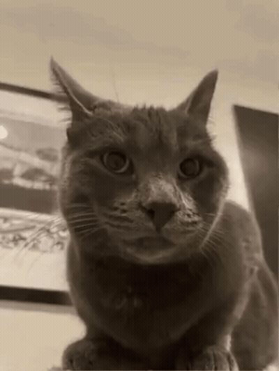 A Black And White Photo Of A Cat Sitting On Top Of A Table Looking At The Camera . GIF