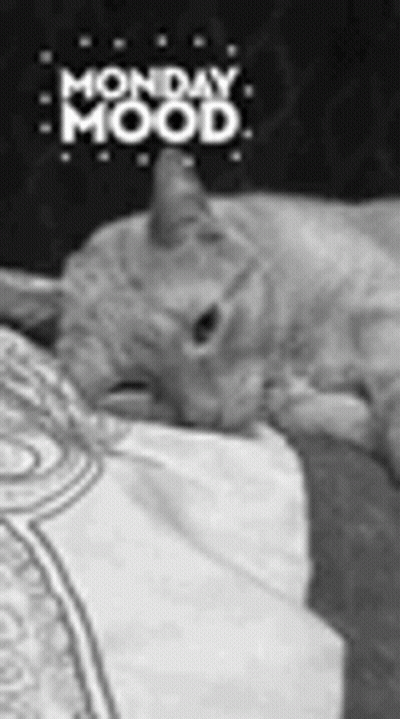 A Black And White Photo Of A Cat Sleeping On A Bed With The Words Monday Mood Written Above It . GIF