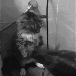 A Black And White Photo Of A Cat Standing On Its Hind Legs Next To A Wall . GIF