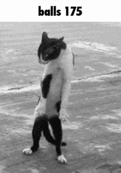 A Black And White Photo Of A Cat Standing On Its Hind Legs With The Words `` Balls 175 '' Above It . GIF