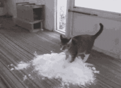 A Black And White Photo Of A Cat Walking On A Carpet . GIF