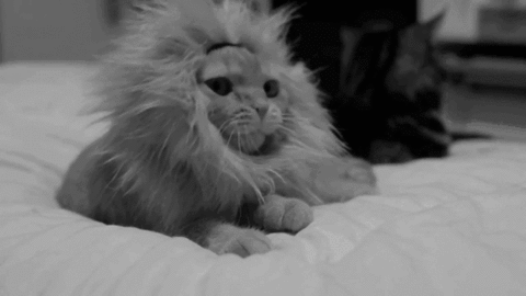 A Black And White Photo Of A Cat Wearing A Lion Costume GIF