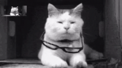 A Black And White Photo Of A Cat Wearing Glasses On Its Neck . GIF