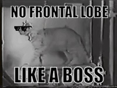 A Black And White Photo Of A Cat Wearing Sunglasses With The Caption " No Frontal Lobe Like A Boss " GIF