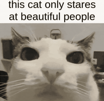 A Black And White Photo Of A Cat With A Caption That Says This Cat Only Stares At Beautiful People GIF
