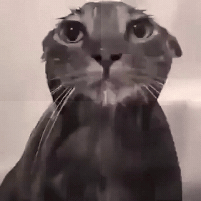 A Black And White Photo Of A Cat With Its Eyes Closed . GIF