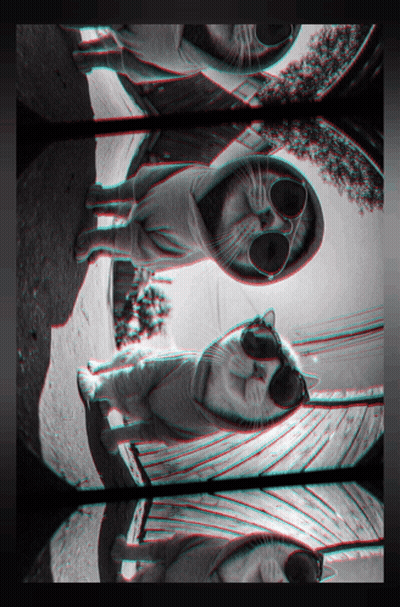 A Black And White Photo Of A Cat With Sunglasses On GIF