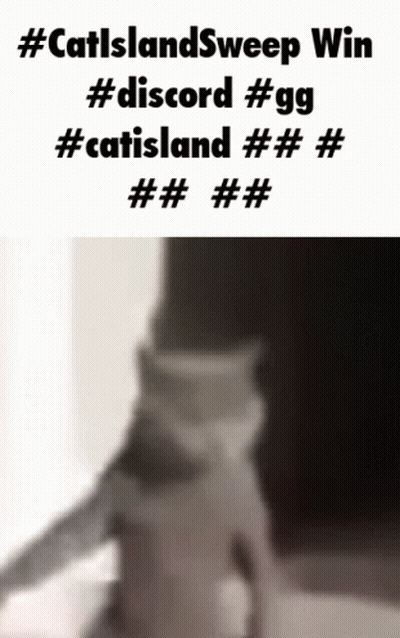 A Black And White Photo Of A Cat With The Caption #Catslandsweep Win #Discord #Gg #Catsland ###### GIF