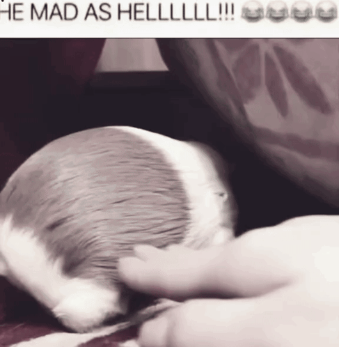 A Black And White Photo Of A Cat With The Caption He Mad As Hell !!! GIF