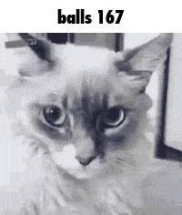 A Black And White Photo Of A Cat With The Words `` Balls 167 '' Written Above It . GIF