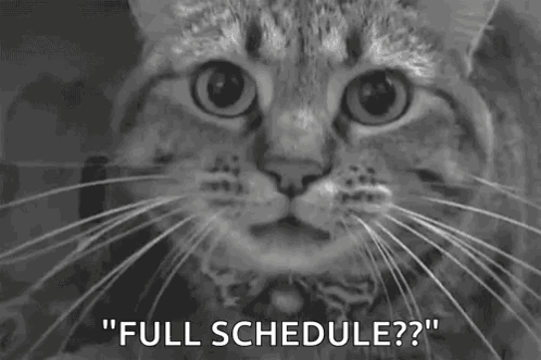 A Black And White Photo Of A Cat With The Words `` Full Schedule ? '' Written On It . GIF