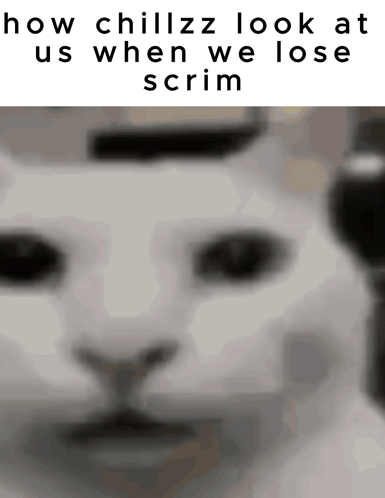 A Black And White Photo Of A Cat With The Words How Chillzz Look At Us When We Lose Scrim GIF