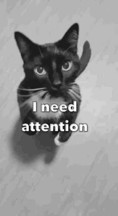 A Black And White Photo Of A Cat With The Words `` I Need Attention '' On It . GIF