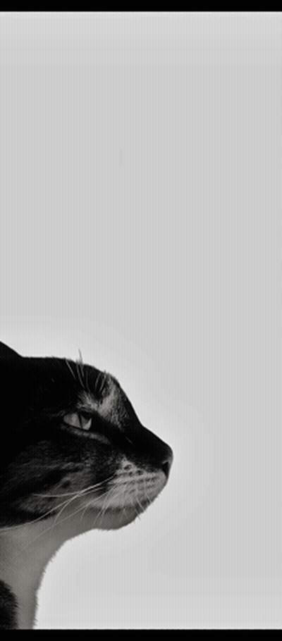 A Black And White Photo Of A Cat With The Words " Is This Ragebait " Below It GIF