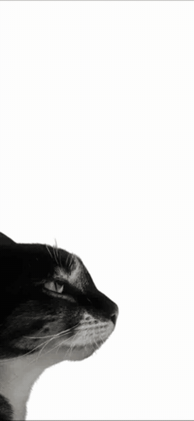 A Black And White Photo Of A Cat With The Words Is This Ragebait Below It GIF