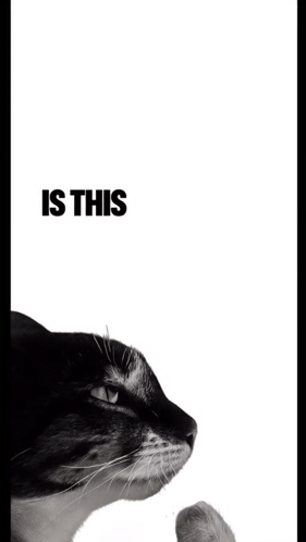 A Black And White Photo Of A Cat With The Words " Is This Ragebait " Below It GIF