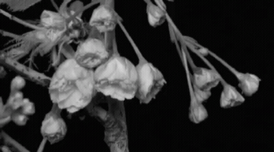 A Black And White Photo Of A Cherry Blossom Tree GIF