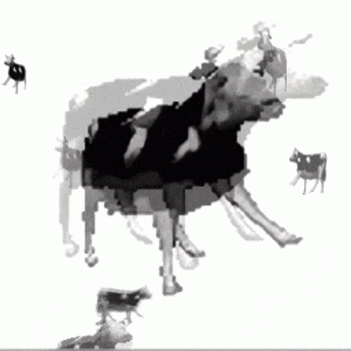 A Black And White Photo Of A Cow Standing Next To Another Cow GIF